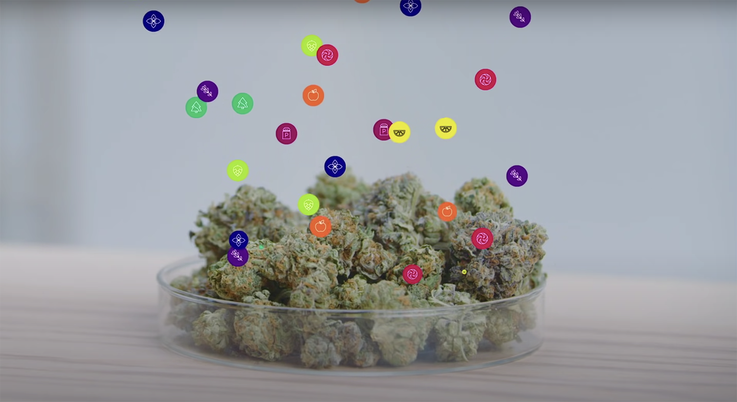 How Terpenes work From the Earth Cannabis Dispensary